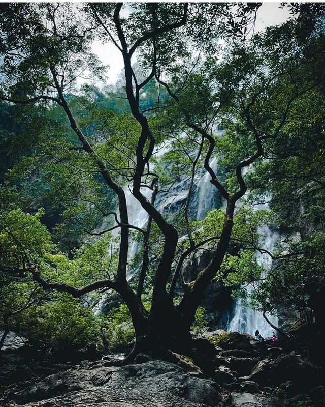 BEE WATERFALL