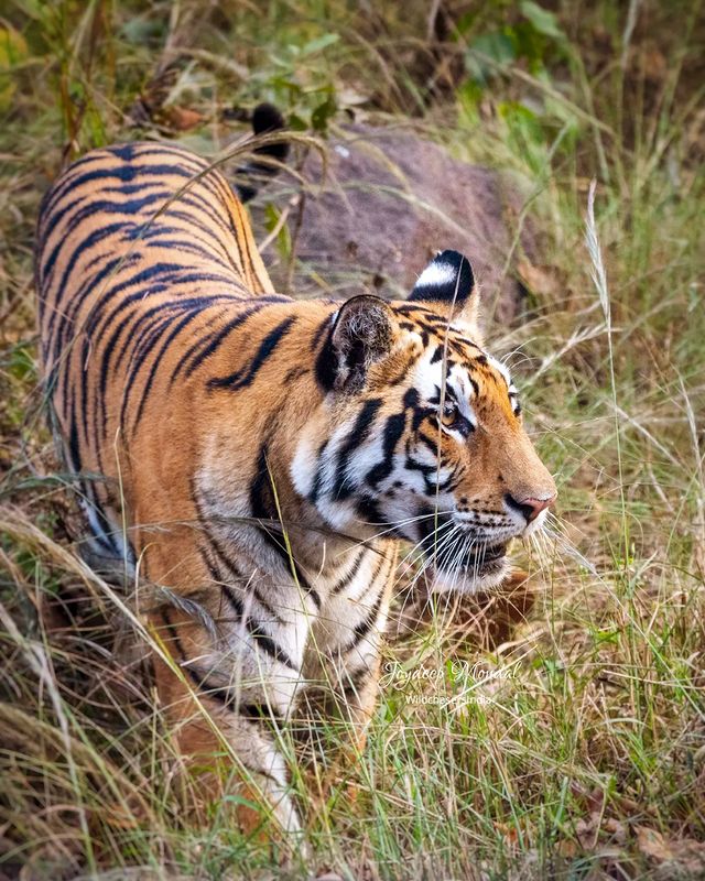 KANHA
