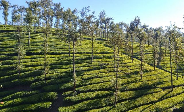 thekkady
